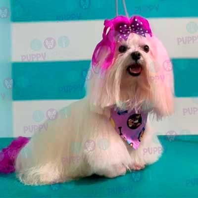 cortes para estetica canina