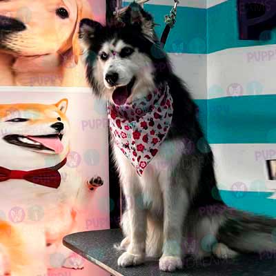 cortes para estetica canina