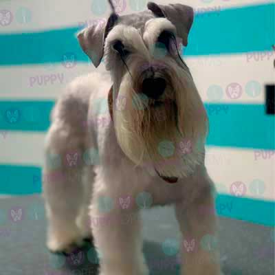 cortes para estetica canina