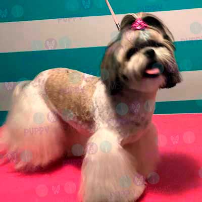 cortes para estetica canina