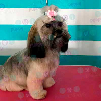 cortes para estetica canina