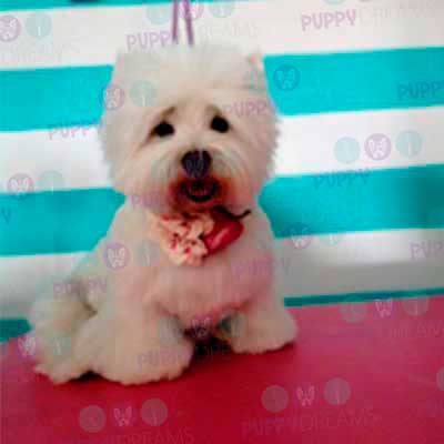 cortes para estetica canina